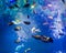 Marine life background, shoal of surgeon fishes swimming together underwater, beautiful blue ocean