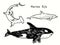 Marine life collection. Great Hummerhead shark, Killer whale Orca, Bottlenose dolphin side view. Ink black and white doodle