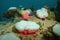 Marine life colorful sea anemones Pacific ocean