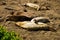 Marine Life of the Elephant Seals in California USA