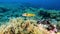 Marine life - little green fish in a Mediterranean sea reef