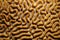 Marine life pattern of symmetrical brain coral