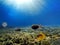 Marine Life in the Red Sea. red sea Coral reef with hard corals, fishes and sunny sky shining through clean water