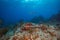 Marine life on the reefs off the Dutch Caribbean island of Sint Maarten