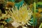 Marine life sea anemone Condylactis gigantea