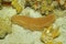 Marine life sea cucumber Isostichopus badionotus