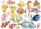 Marine life. Seashells, fish, algae, seahorse, starfish on an isolated white background, watercolor illustration