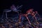 Marine life with spider crabs in aquarium