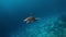 Marine life tropical turtle in wild nature. Sea turtle slowly swiming in blue water through sunlight. Snorkeling on