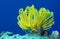 Marine Life - Yellow Crinoid