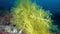Marine life - Yellow gorgonian - Deep scuba diving