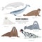 Marine mammal set. Walrus, narwhal, harp, bearded, ringed, hooded seal, beluga whale. Seal animal polar collection