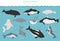 Marine mammals collection. Different porpoises set. Cartoon flat style design