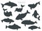 Marine mammals collection. Different porpoises set. Cartoon flat style design