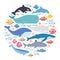 Marine mammals and fishes set in circle. Narwhal, blue whale, dolphin, beluga whale, humpback whale, bowhead and sperm