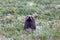 Marine mammals of New Zealand. Fur seal. Cape Katiki point. South Island