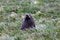 Marine mammals of New Zealand. Fur seal. Pacific Coast, South Island