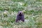 Marine mammals of New Zealand. Fur seal. South Island