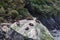 Marine mammals on the rocks of the fjords. Fur seals from Fiordland National Park, South Island