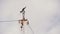 Marine Osprey Bird Landing on a Ship Mast. Slow Motion