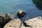 Marine panorama with many molluscs attached to the rock