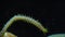 Marine polychaete worm Nereis