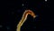 Marine polychaete worm Nereis. Black Sea