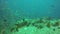 Marine scuba diving. Underwater tropical coral reef seascape. Huge giant grouper deep in ocean aquatic corals ecosystem