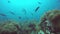 Marine scuba diving. Underwater tropical coral reef seascape. Huge giant grouper deep in ocean aquatic corals ecosystem