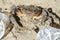 Marine sea crab and plastic glasses Waste pollution.Dirty contaminated ecosystem,pollution damage animal