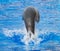 Marine seal jumping.