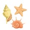 Marine seashells icon