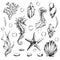 Marine set of isolated illustrations on a white background seahorse, jellyfish, shells, algae, corals, bubbles, pebbles