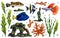 Marine set of tropical fish, corals, algae and stones. Underwater world, digital illustration. igital illustration on a white