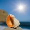 Marine shell lie on a stone under a sparkle sun