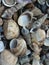 Marine Shells found in the beach