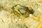 Marine slug Elysia ornata