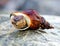 Marine snail lying on a rock