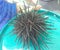 Marine species, sea urchin,