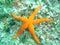 Marine star