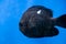 Marine tropical black fish Dascyllus trimaculatus swims in blue water