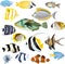 Marine tropical fish set