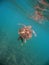 Marine turtle