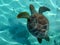 Marine turtle in Bora Bora