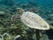 Marine turtle in Maldives