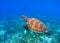 Marine turtle in seawater. Sea tortoise underwater photo. Sea turtle in coral reef