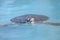 Marine Turtle swimming in Cayo Largo water