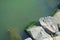 Marine vegetation on the rocks, in the sea water