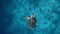 Marine in the wildlife. Large beautiful sea turtle swims and sinks to bottom in blue water. Scuba diving green turtle in