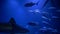 Marine zoo, fishes, sharks and stingrays swim in blue large aquarium